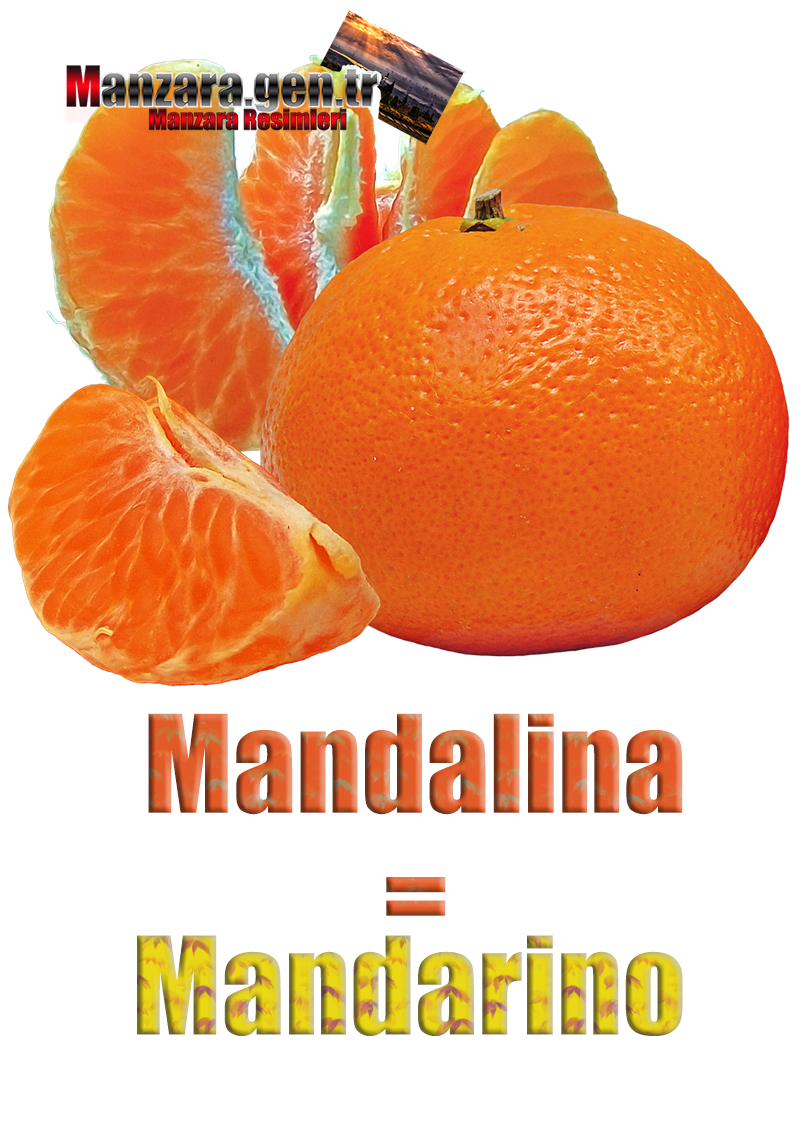 Mandalinanın İtalyancası Nedir ? Mandalina İtalyanca Nasıl Yazılır ? Che cos'è il turco in mandarino? Come scrivere mandarino in turco?