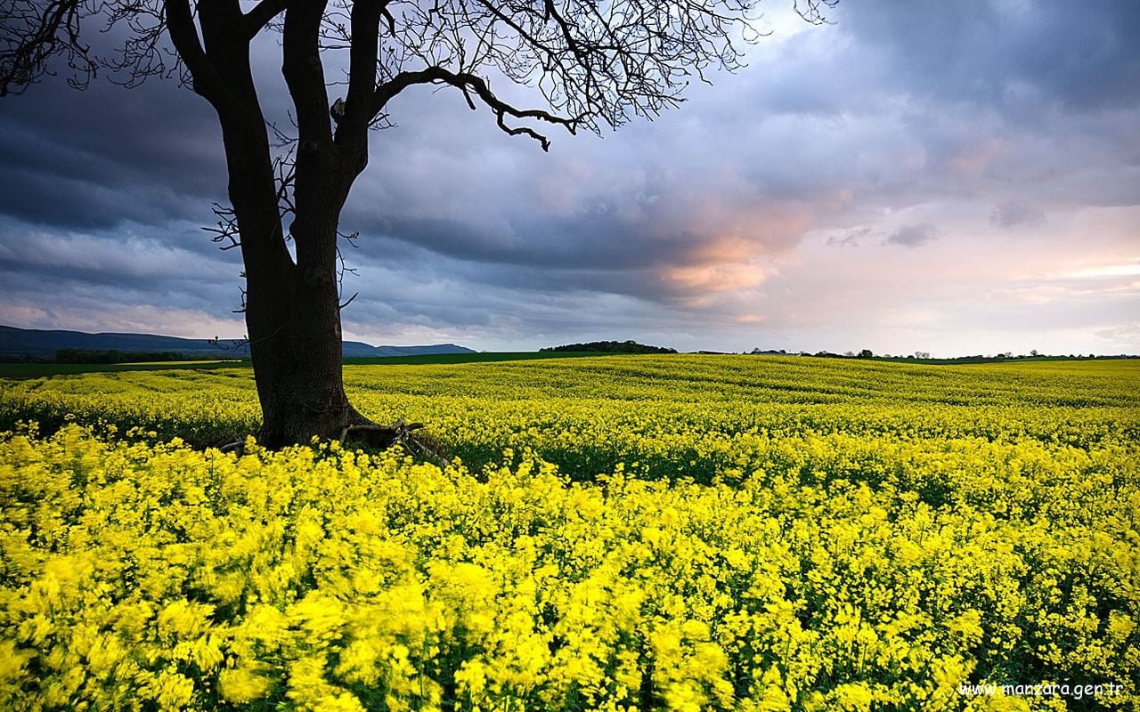 Masaüstü Arka Plan