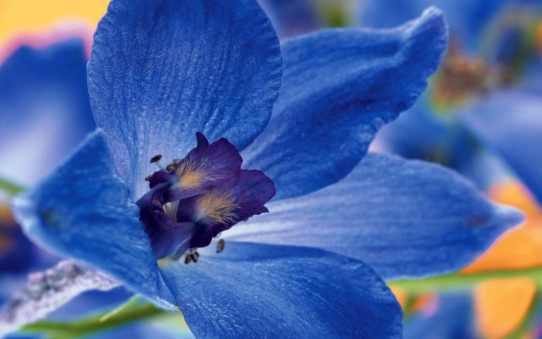 Mavi çiçek resmi