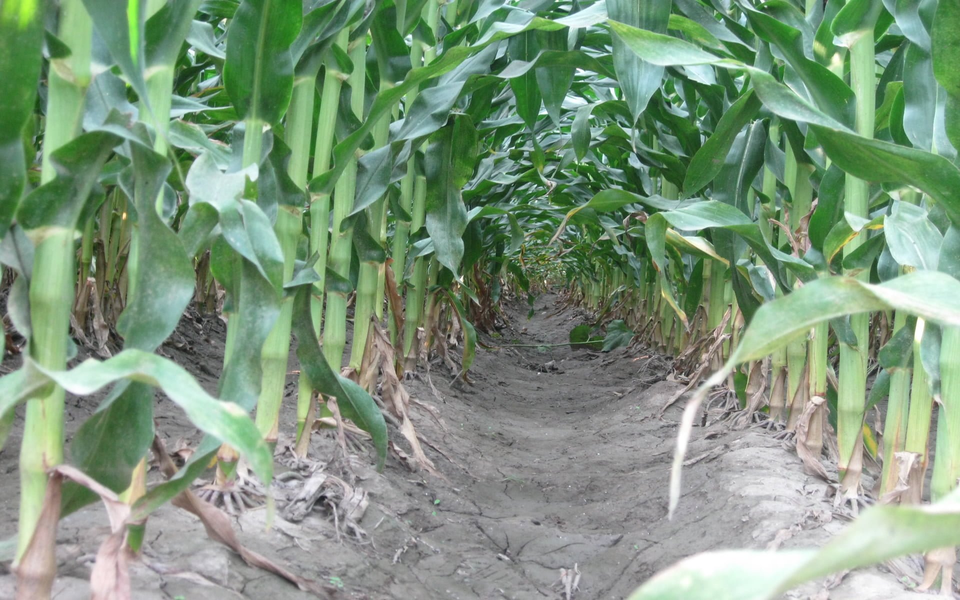 Mısırlar Arasından