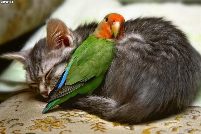 Papağan ve kedi
