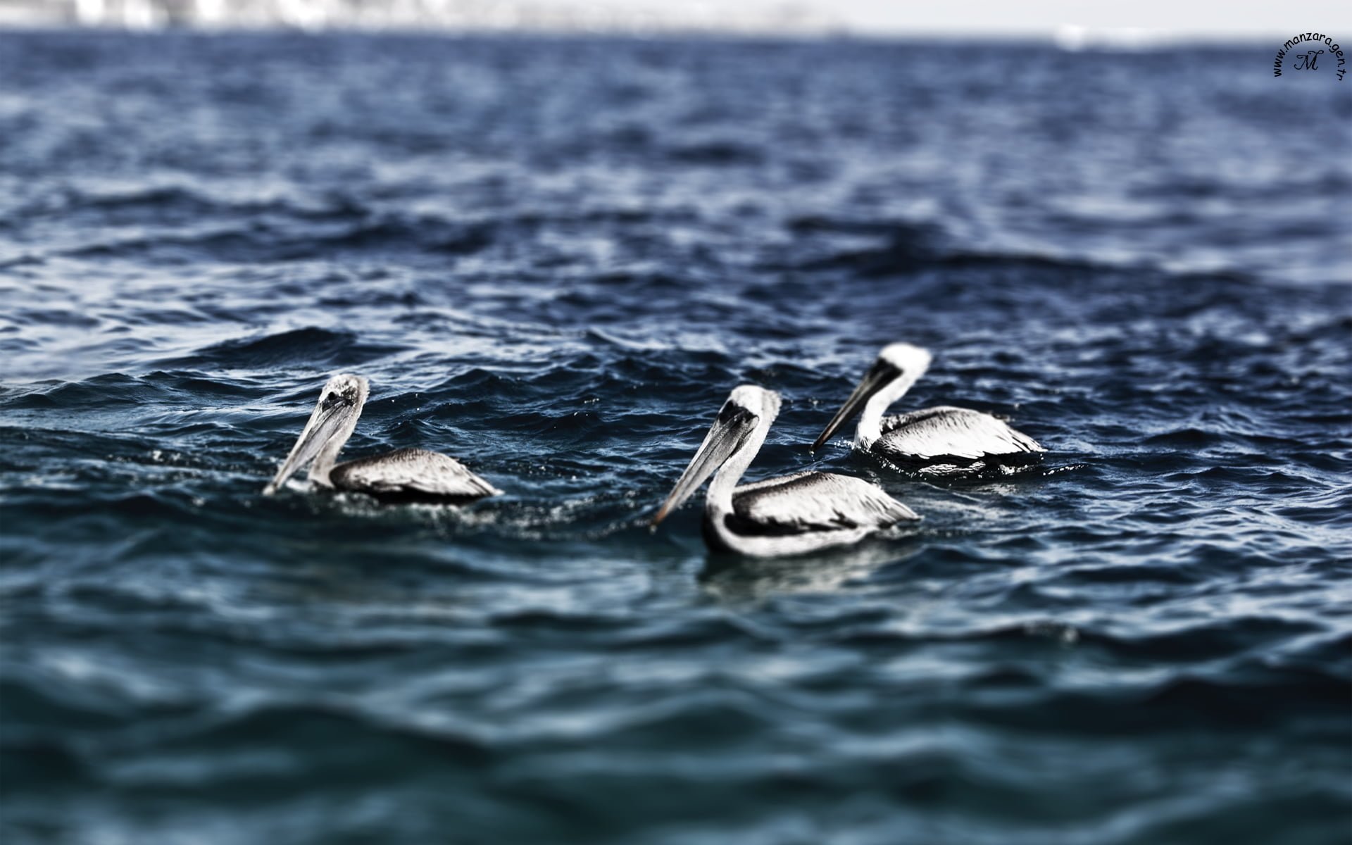 Pelikan Resimleri