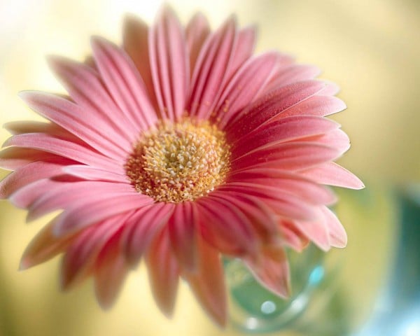 Pembe papatya çiçeği