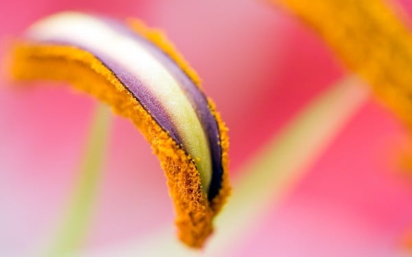 Pembe renkli makro çiçek