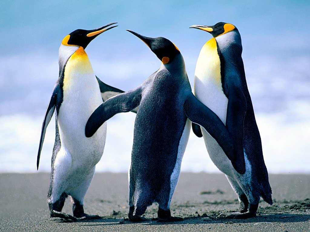 Penguenler - 2