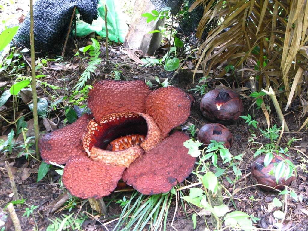 Rafflesia_arnoldii_dunyanin_en_buyuk_cicegi