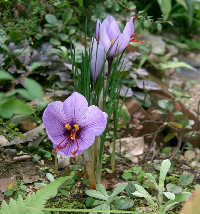 Safran Çiçeği Resmi