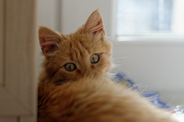 Kedilerin Farklı Halleri - Sarman Cinsi Sarı Kedi