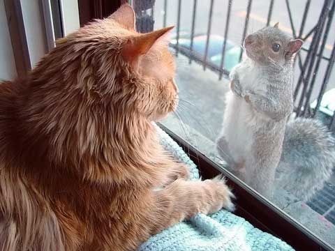 Sincap ve Kedi resmi