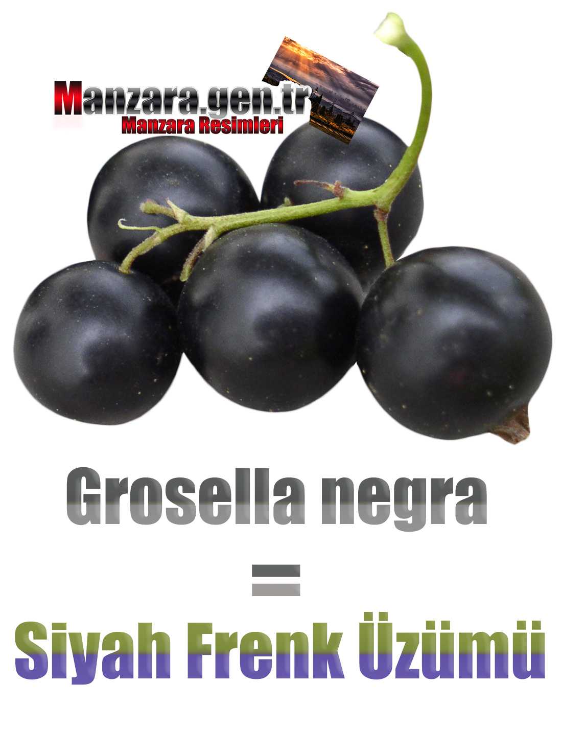 Siyah Frenk Üzümü İspanyolcası (Grosella negra)