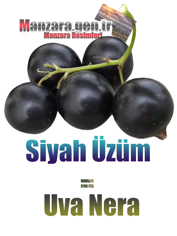 Siyah üzümün İtalyancası Nedir ? Siyah üzüm Nasıl Yazılır ? Che cos'è il turco in uva nera? Come scrivere uva nera in turco?