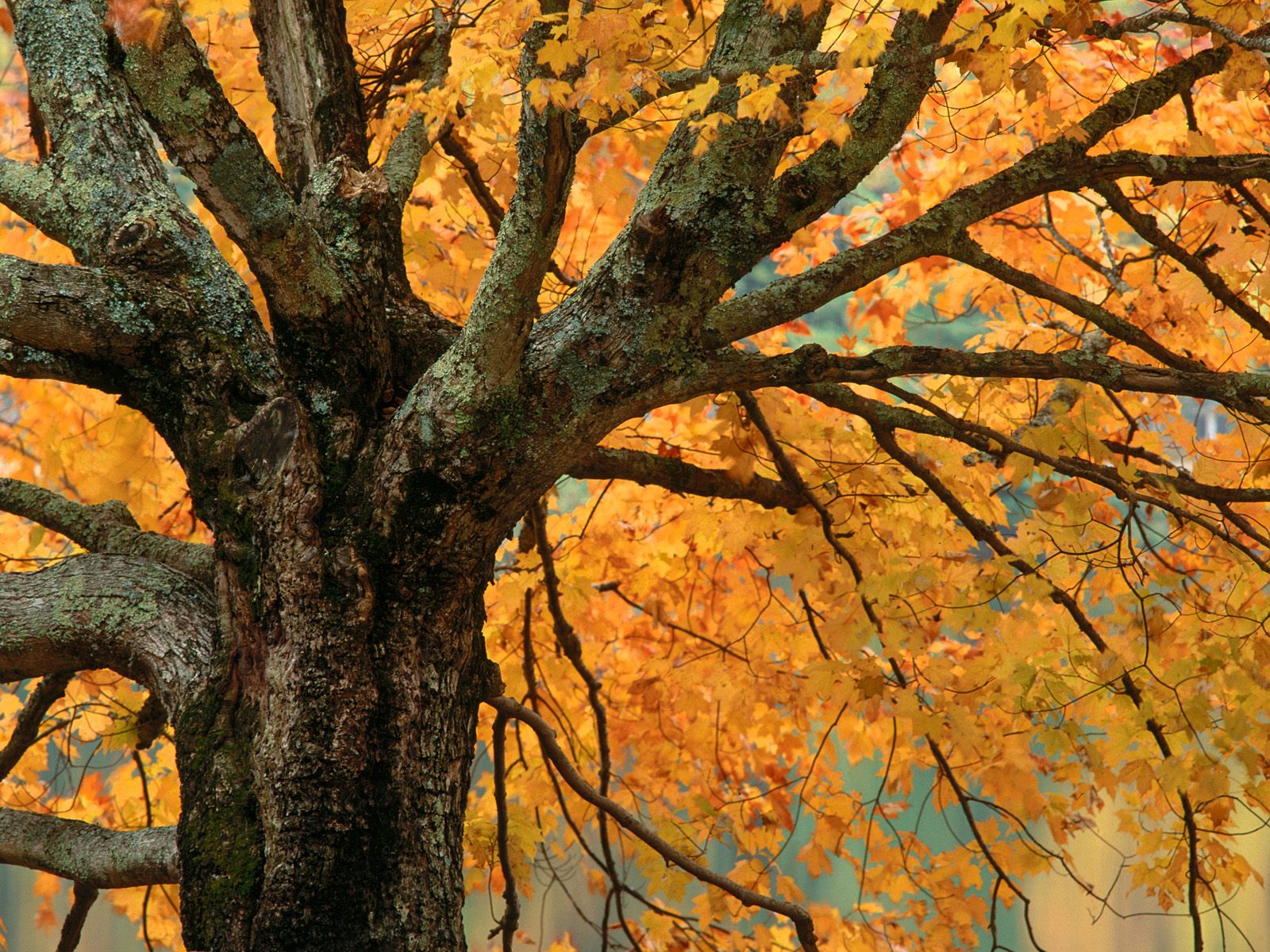 Sonbahardan Güzel Manzaralar - Sonbahar Ağacı