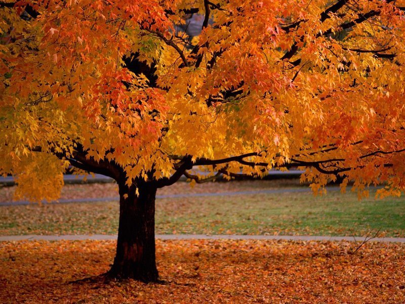 Sonbahardan Güzel Manzaralar - Sonbahar ve Güzel Ağaç