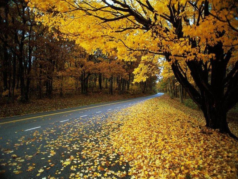 Sonbaharda Sarı Yapraklar ve Yol Manzarası