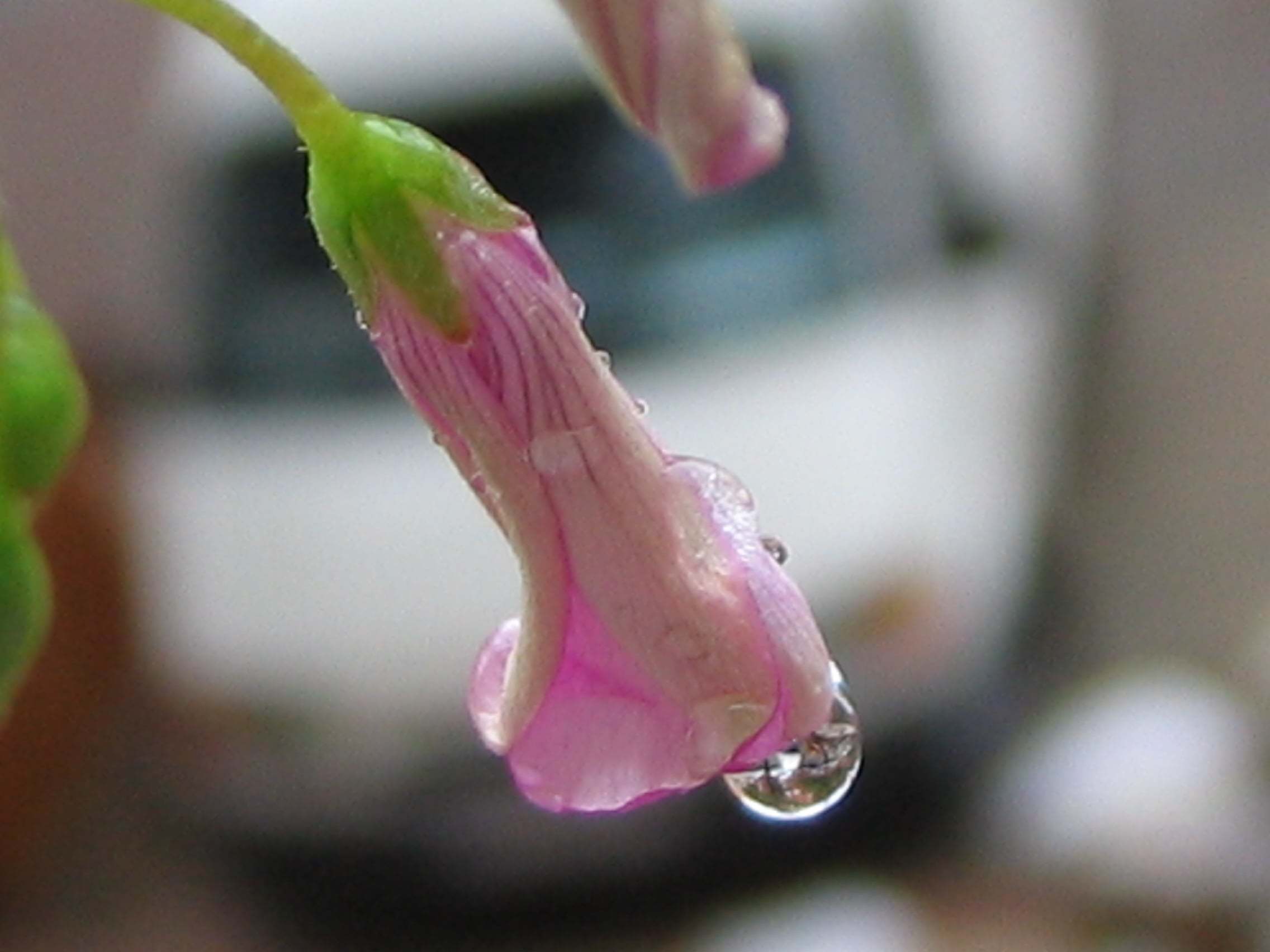Su damlalı çiçekler-01