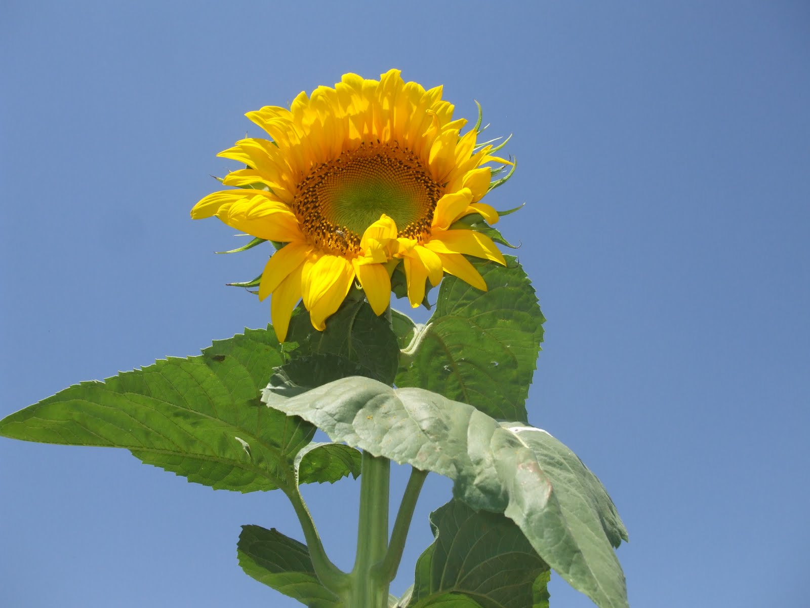 Sunflower Picture