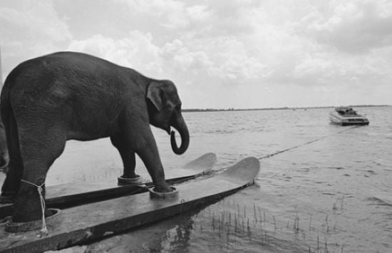 Sörfçü fil