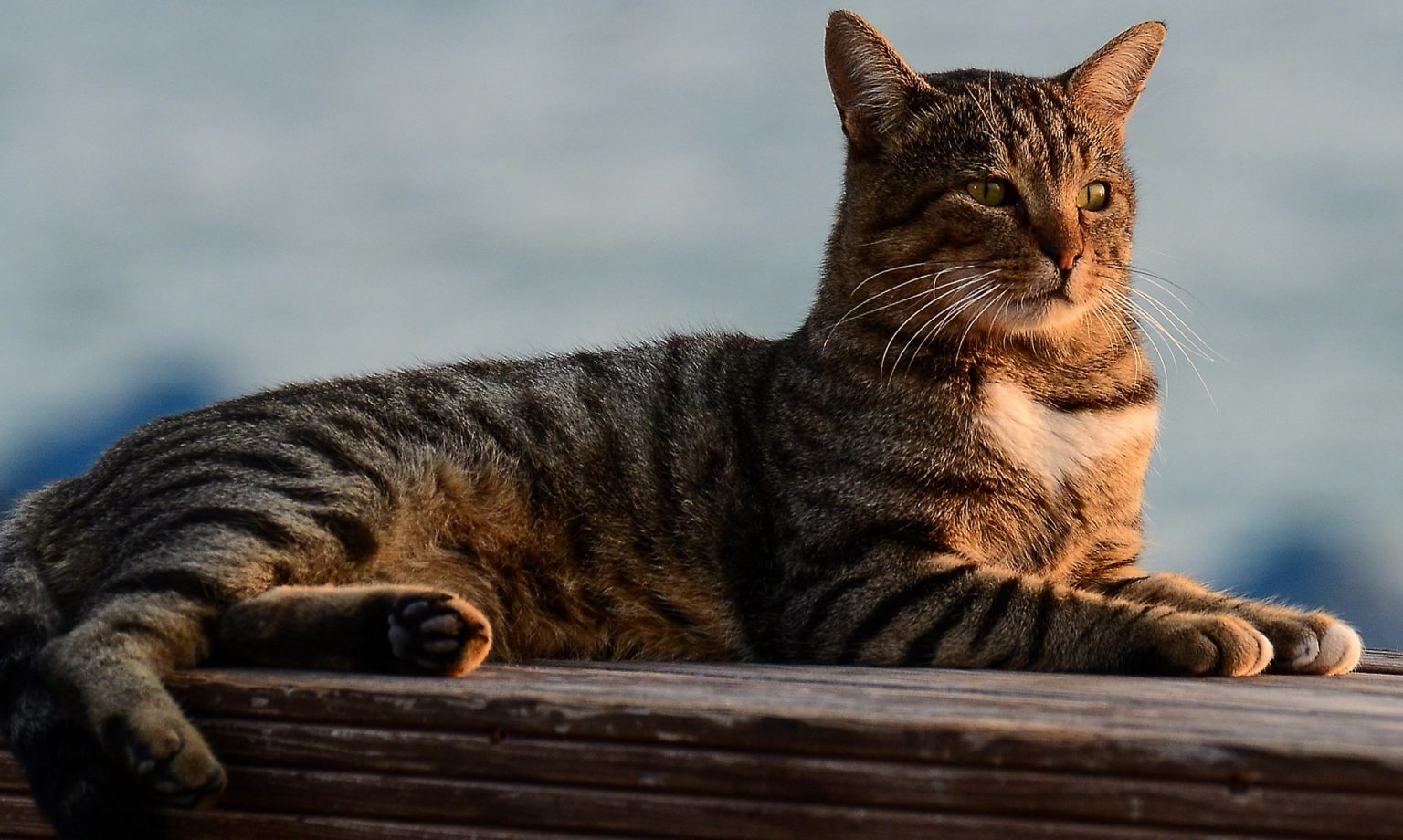 Kedilerin Farklı Halleri Manzara Resimleri