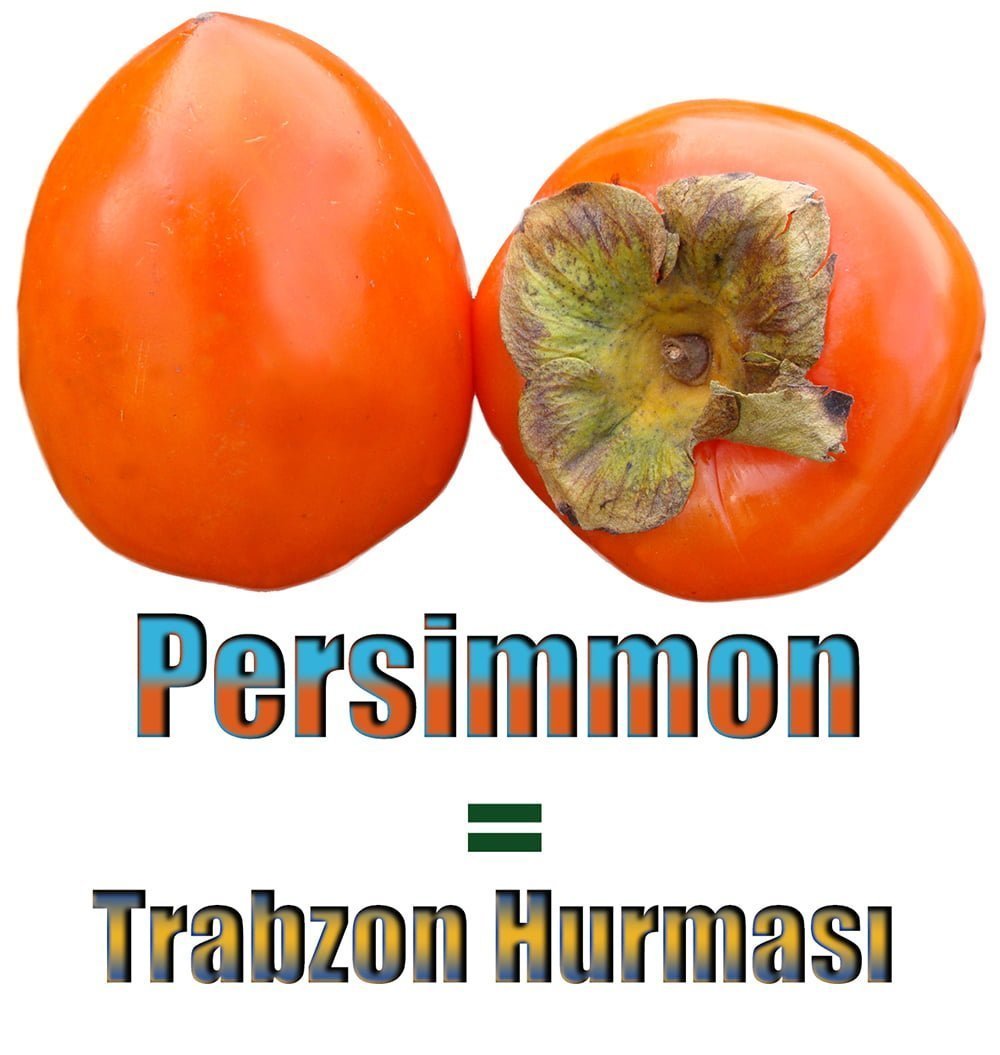 Trabzon Hurması İngilizcesi (Persimmon)