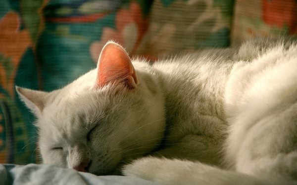 Kedilerin Farklı Halleri - Uykudaki Beyaz Kedi
