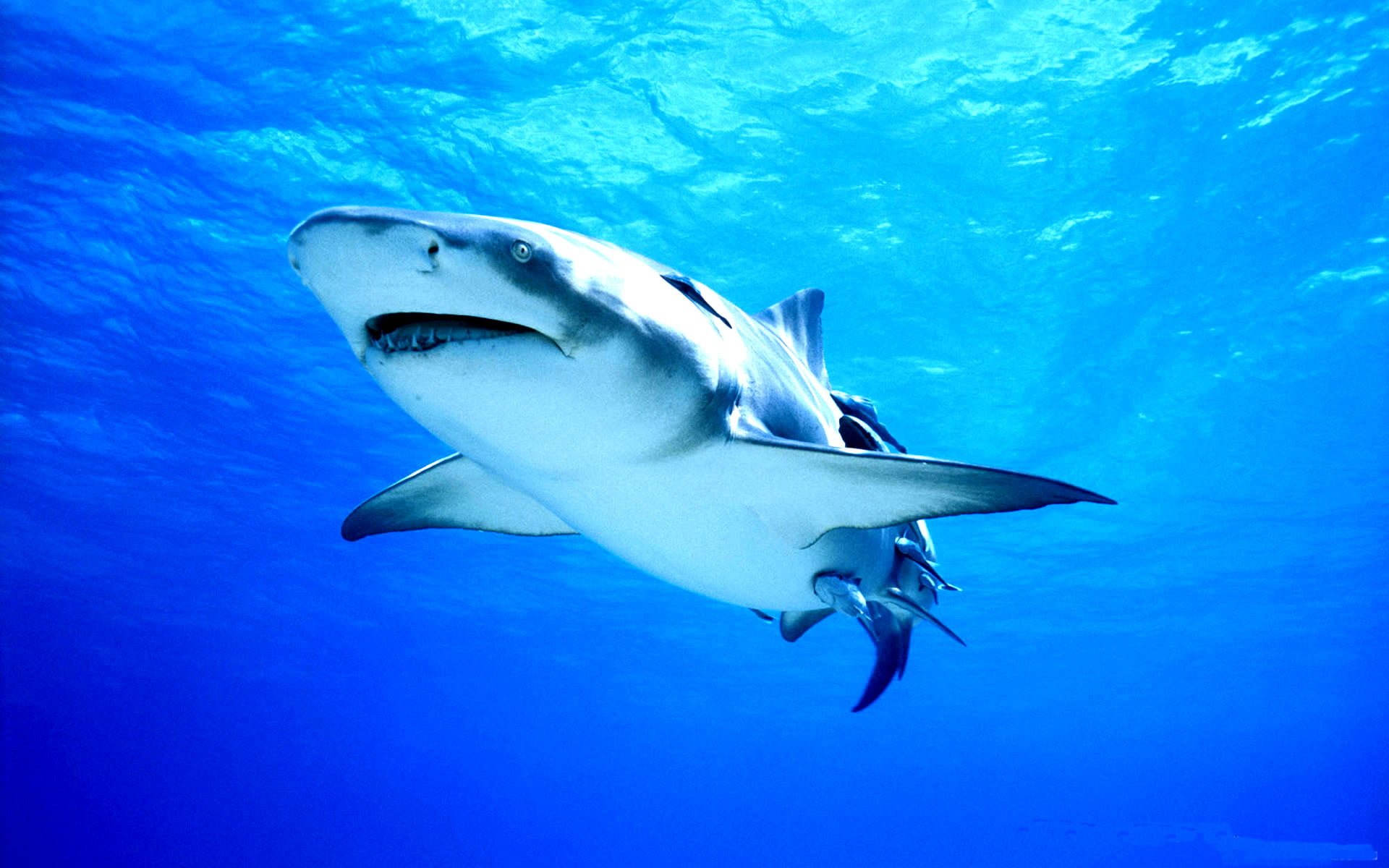 Vahşi Köpek Balığı