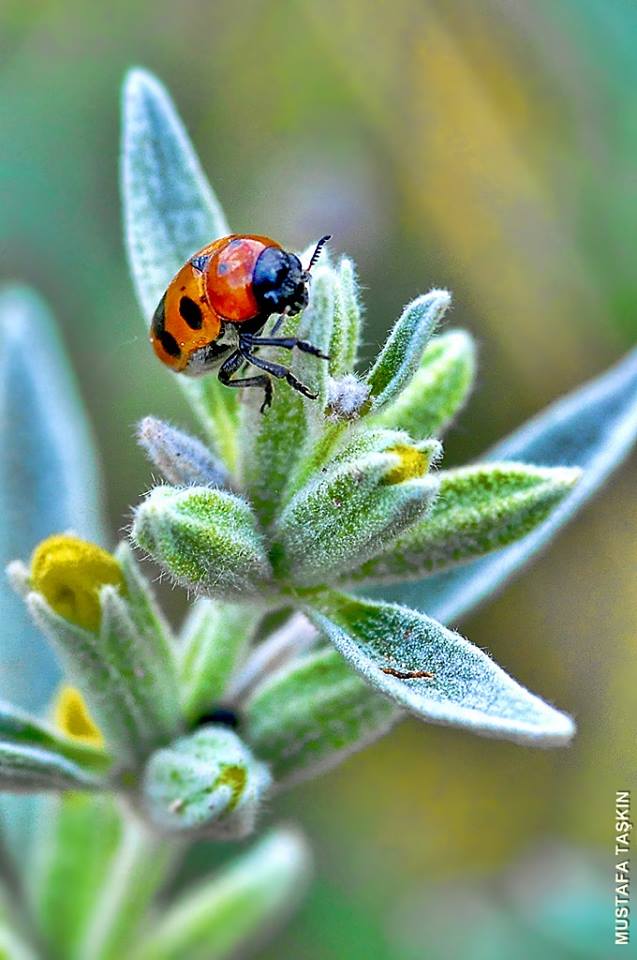 Yakın Çekim Uğur Böceği