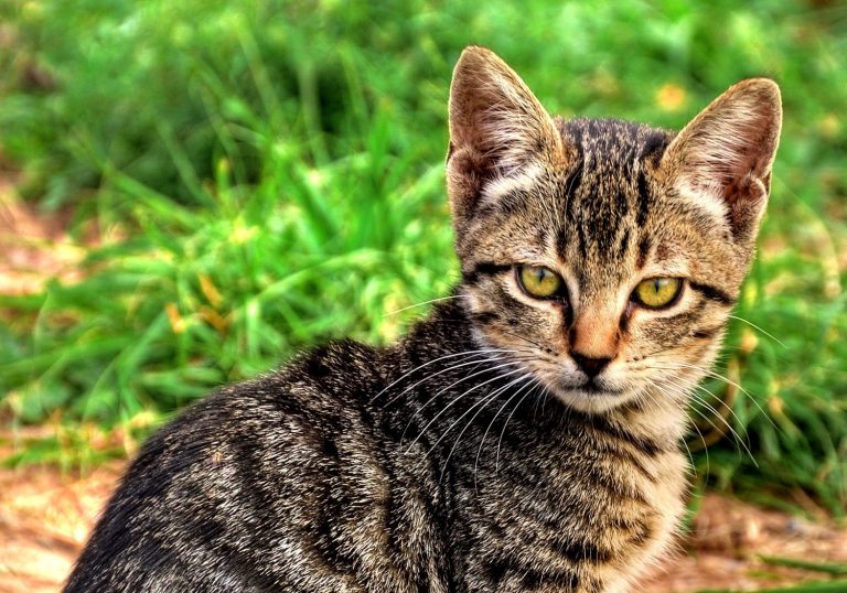 Kedilerin Farklı Halleri Manzara Resimleri