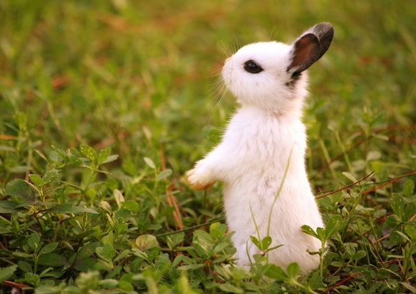 Yavru Sevimli Tavşan