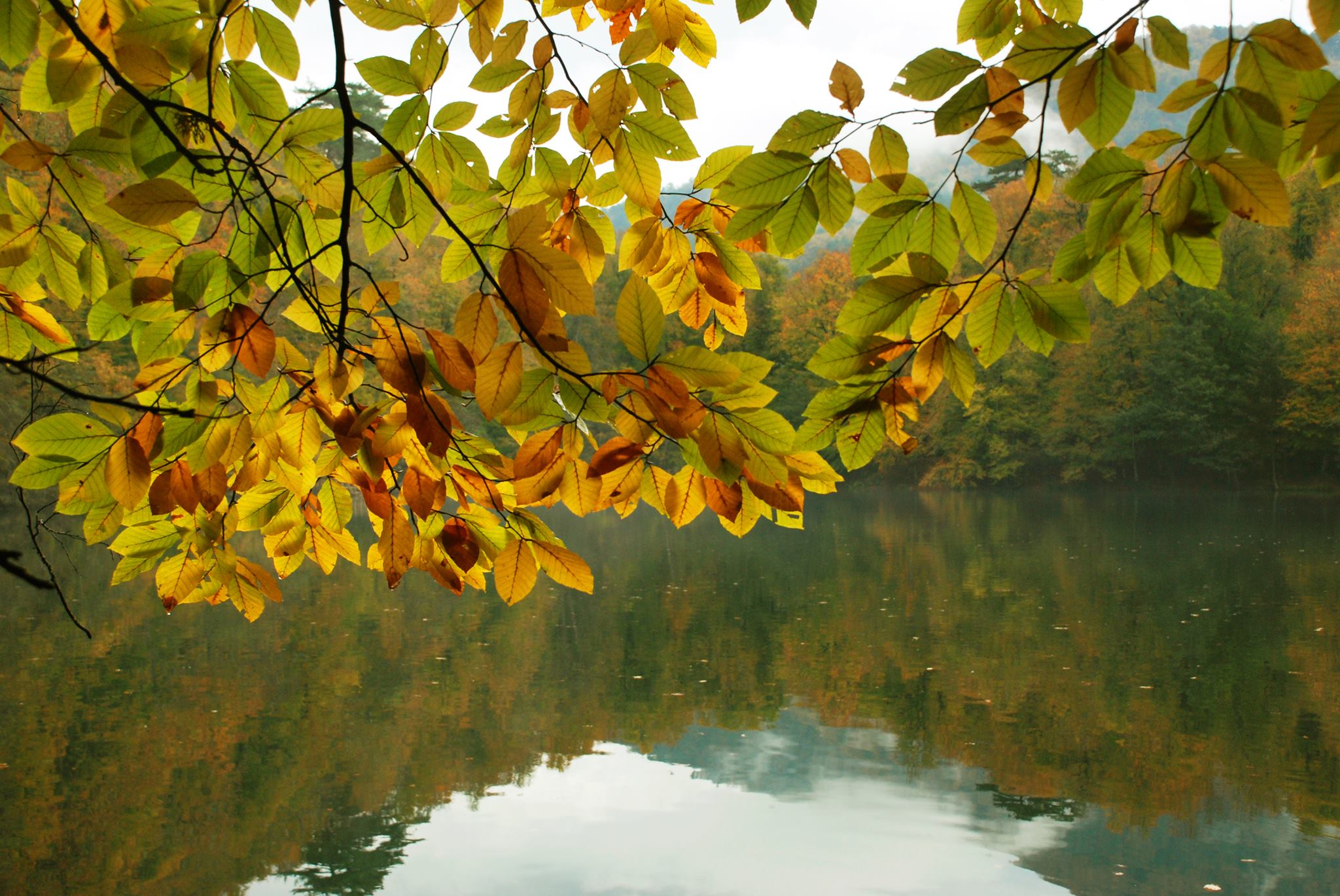 Yedigöller ve Yapraklar