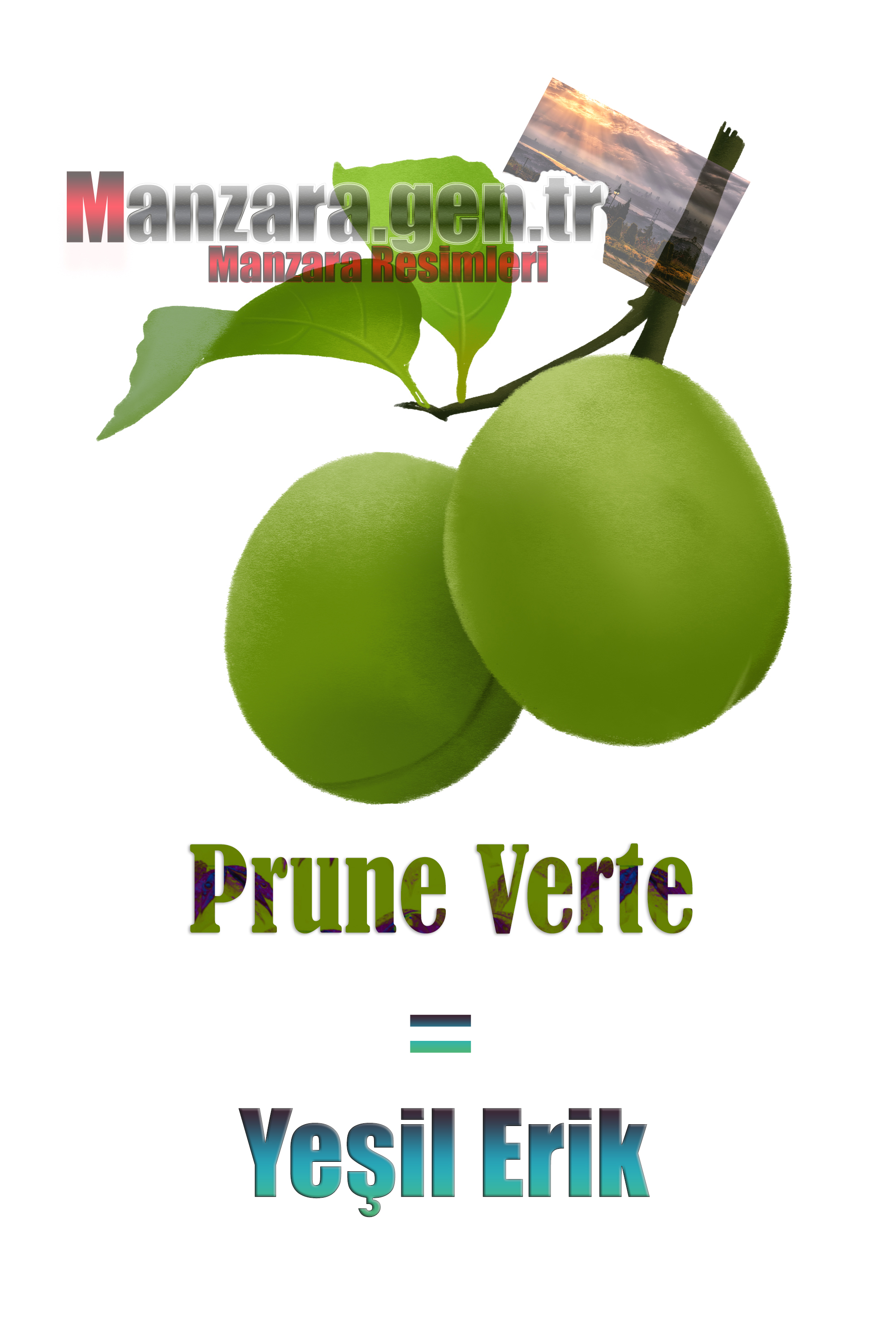 Fransızca Meyve İsimleri - Yeşil eriğin Fransızcası Nedir ? Yeşil erik Fransızca Nasıl Yazılır ? Quel est le turc de prune verte ? Comment écrire la prune verte en turc? 