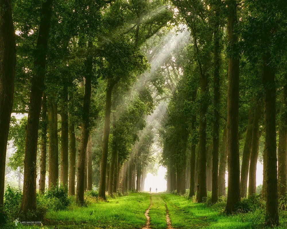 Yeşil Orman Yolu