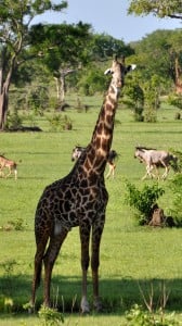 Zürafa Resmi 1080x1920