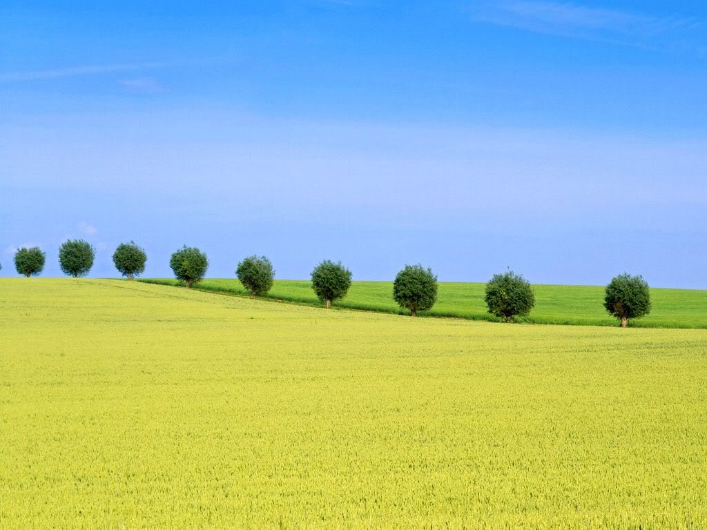 agaclar-4-1299442864