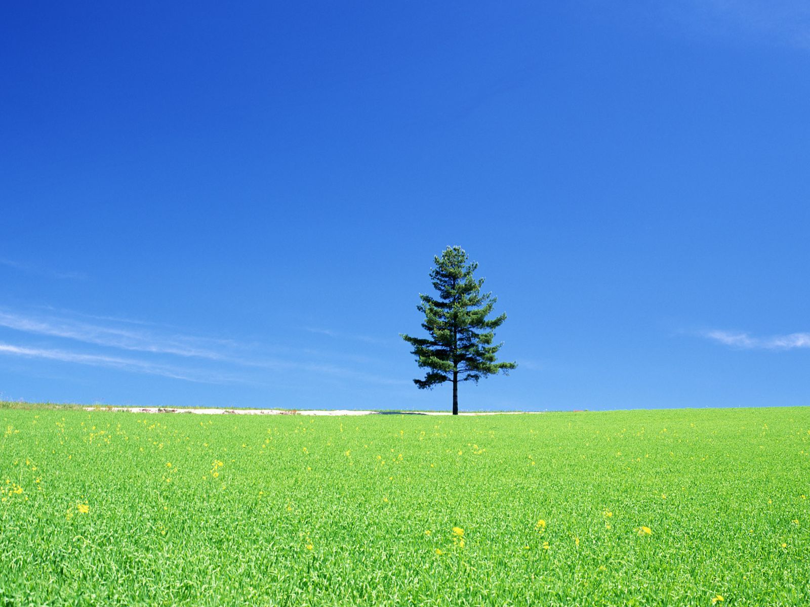 agaclar-5-1299443282