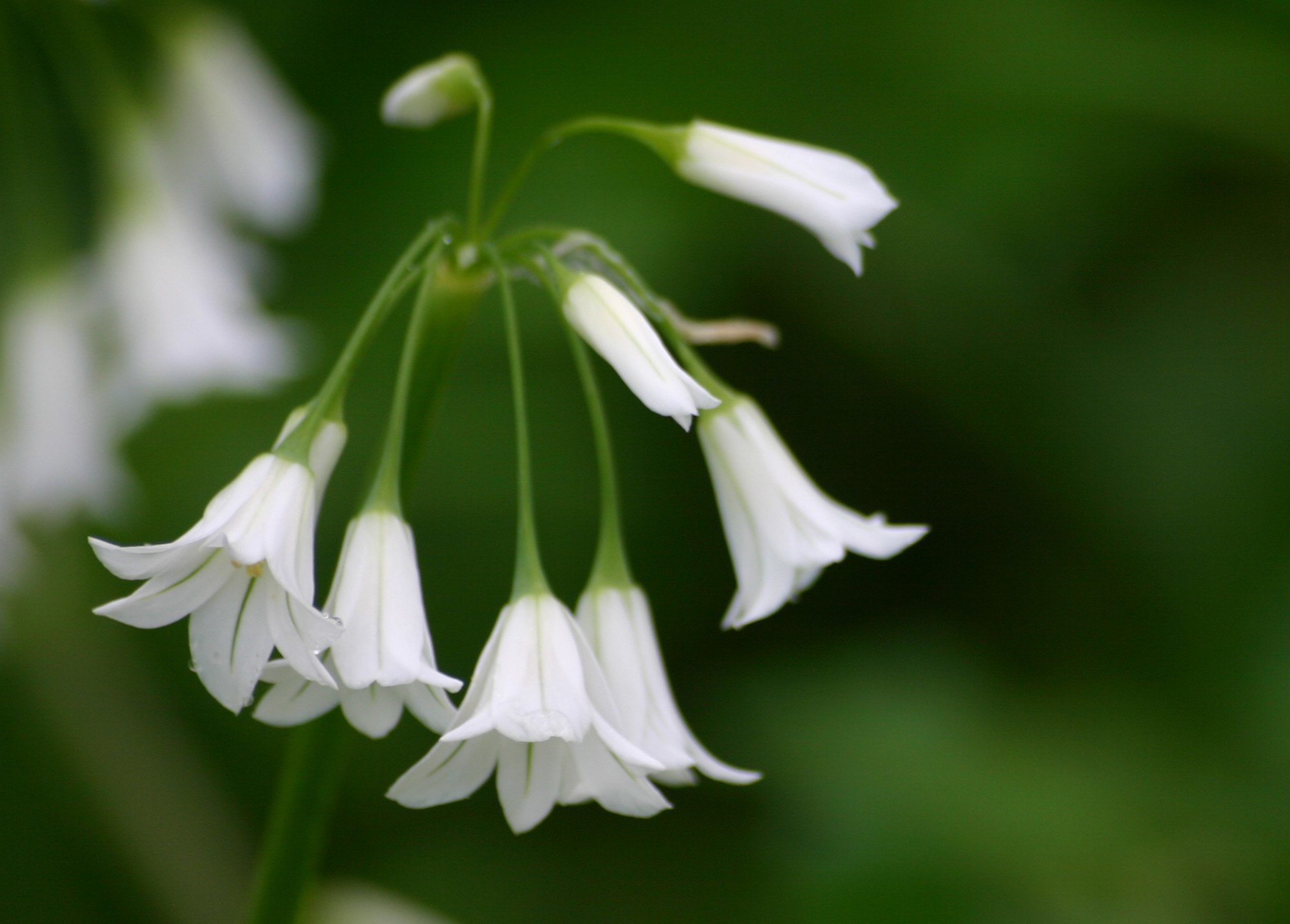 allium-ayi-sarimsagi-1303576640