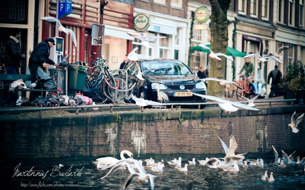 Amsterdam martılar