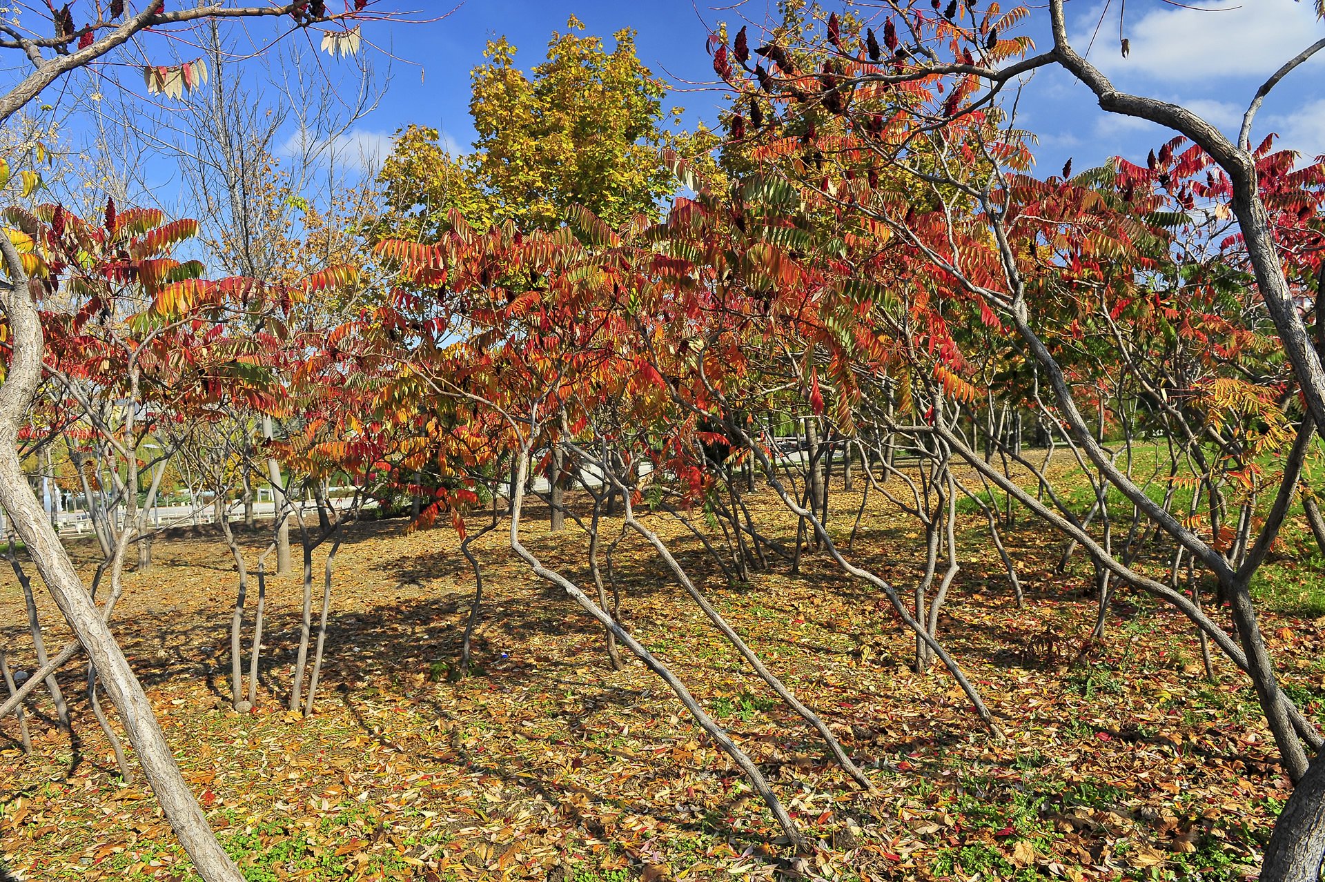 ankara resimleri - 15