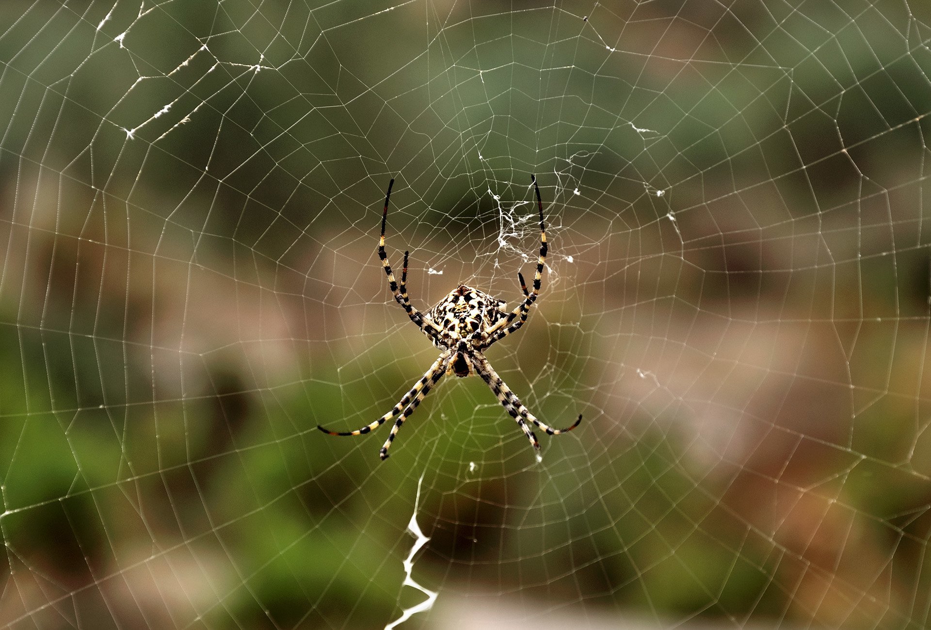 argiope bruennichi