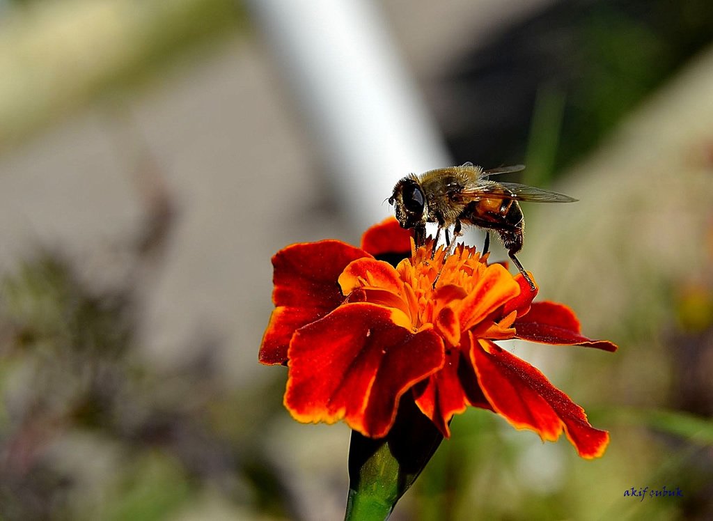 arı ve çiçek