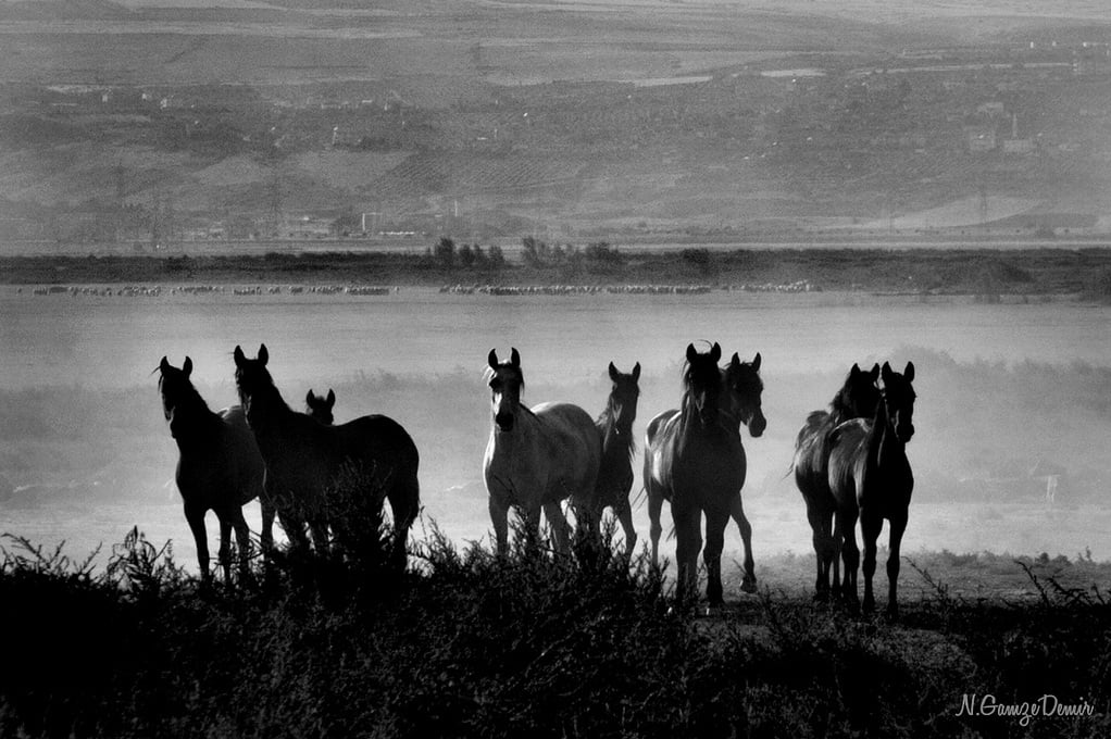 at fotoğrafları - 3