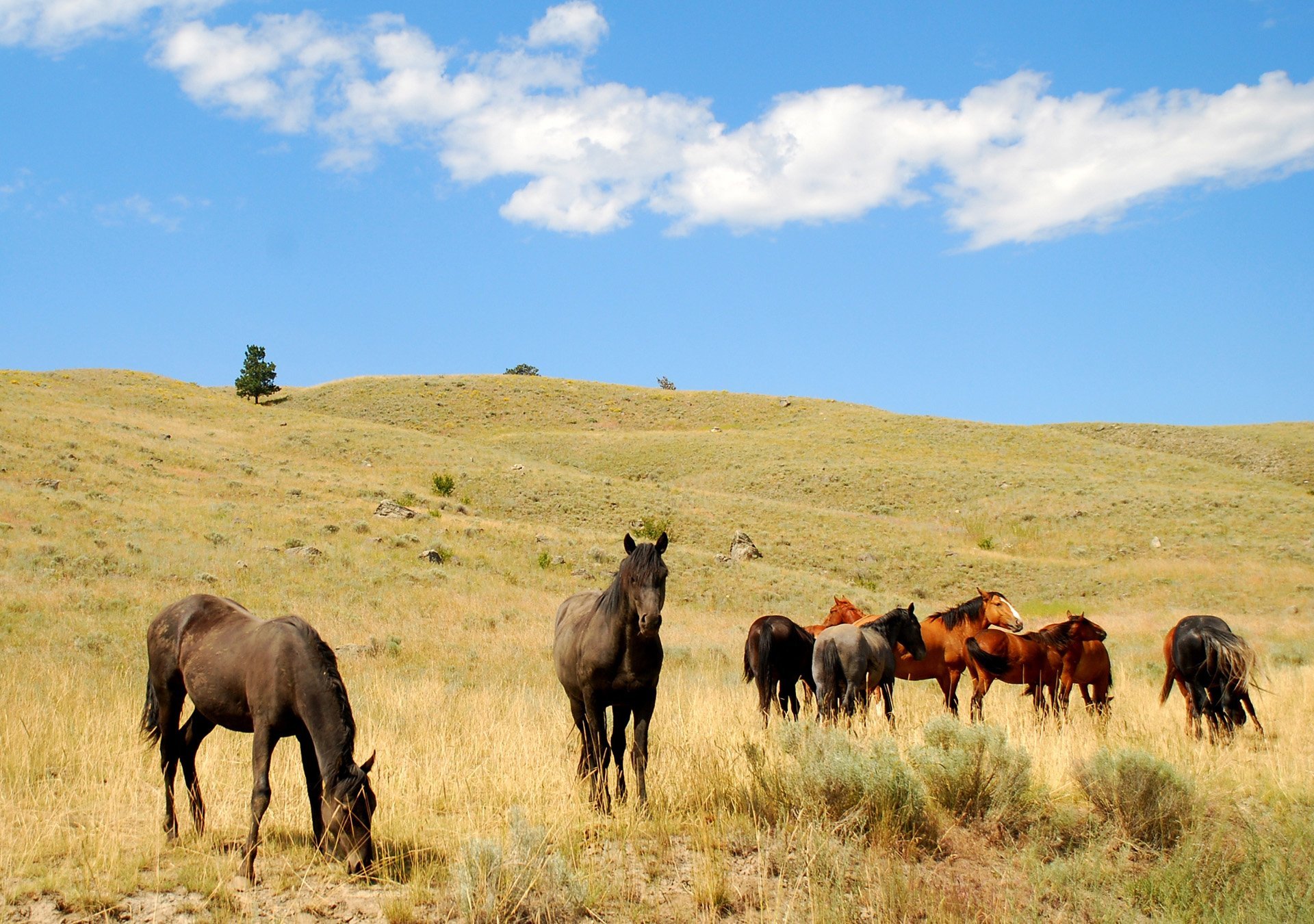 at fotoğrafları - 4