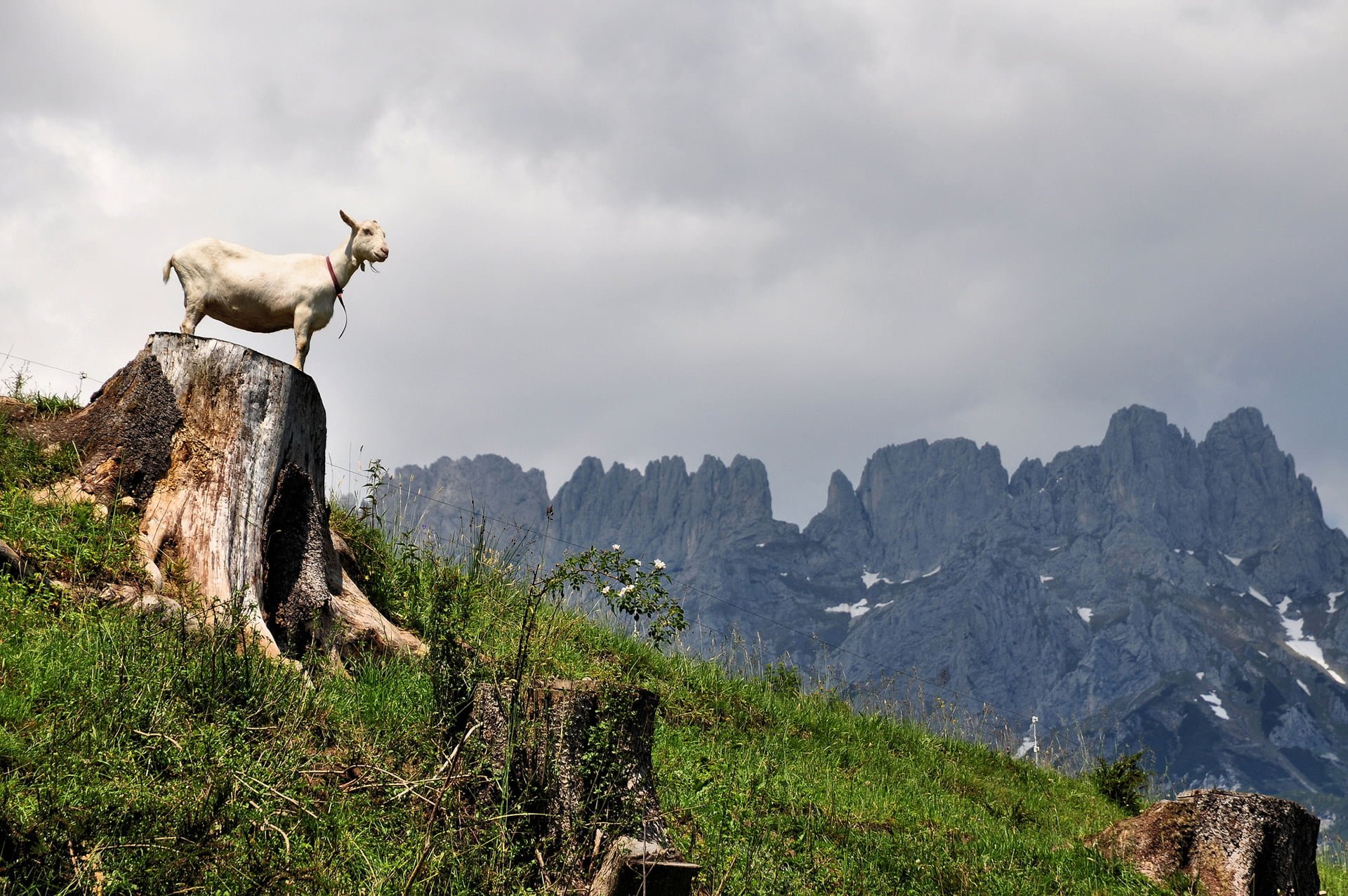 avusturya resimleri - 29