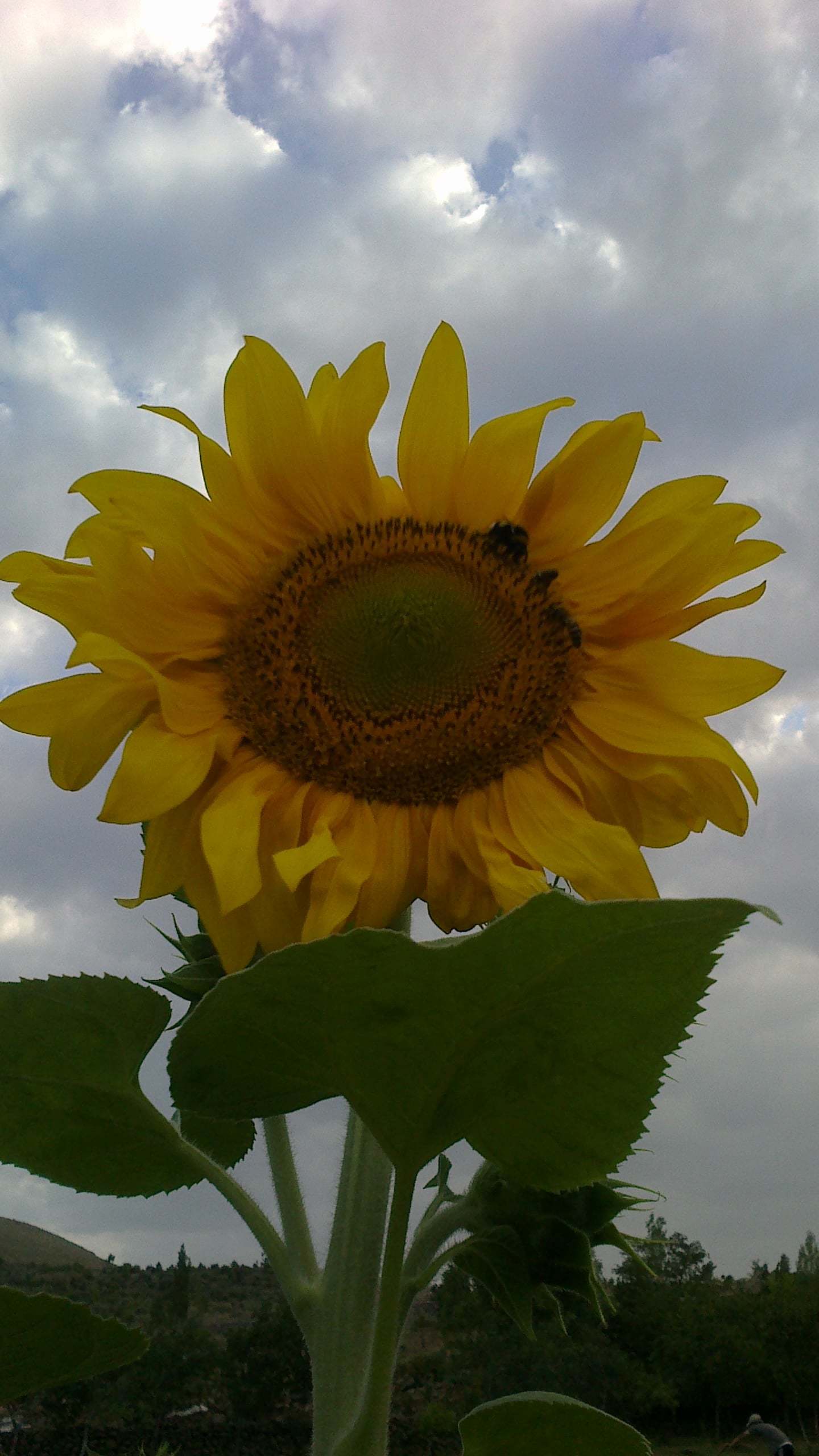 ay çiçeği görüntüsü