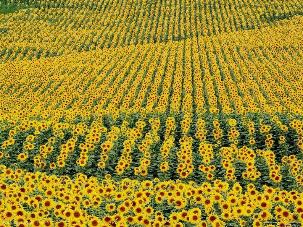 aycicegi_tarlasi_ispanya-1301508577