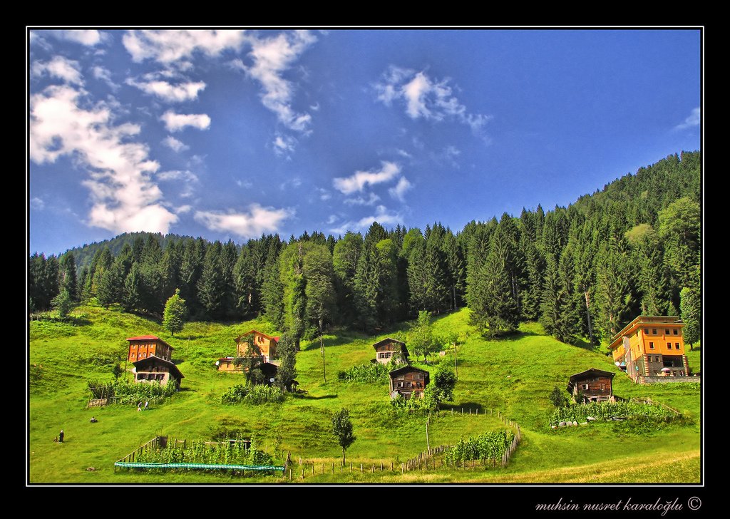 ayder yaylası ve ağaçlar