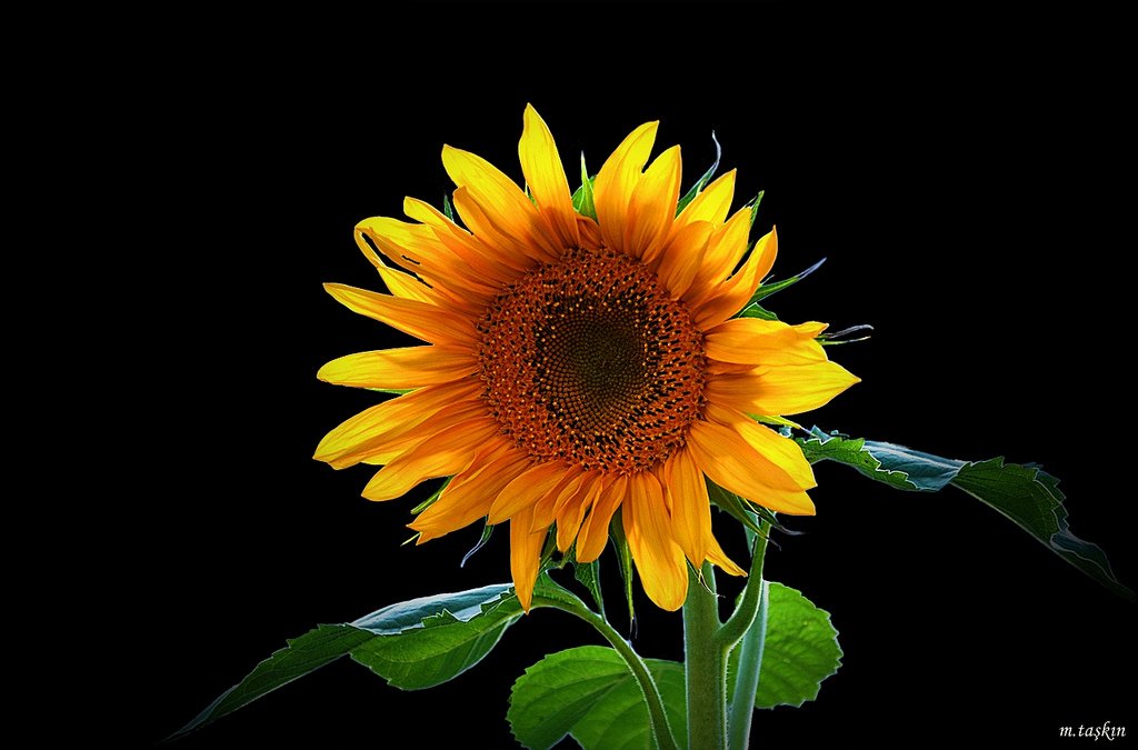 ayçiçeği fotoğrafları