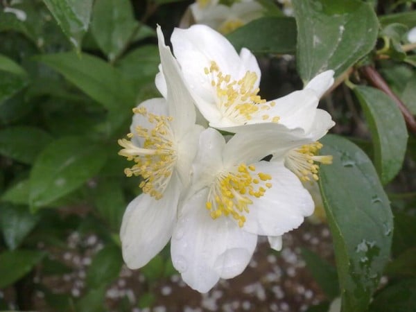 ağaç dalındaki beyaz çiçek
