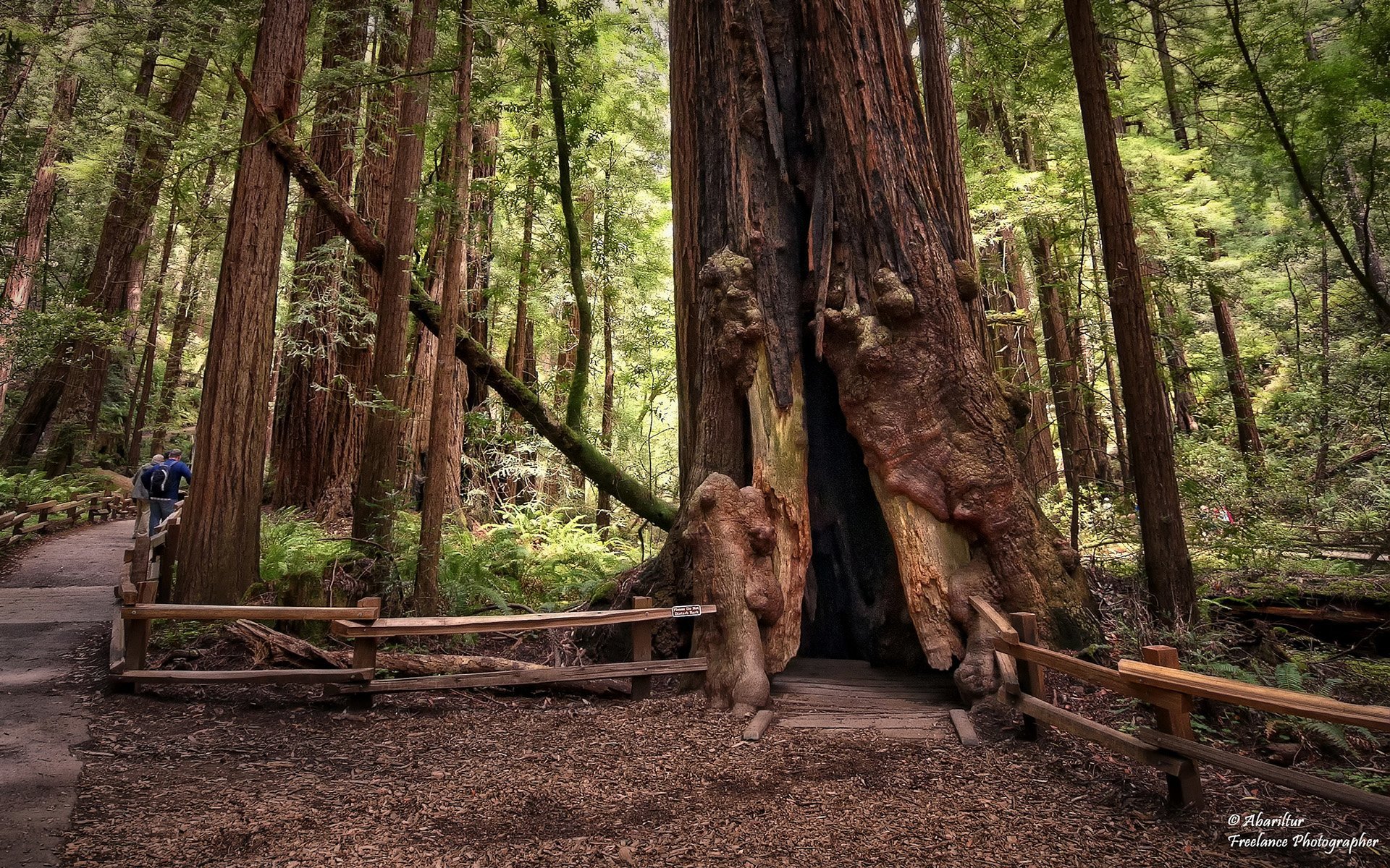 ağaç kovuğu manzarası