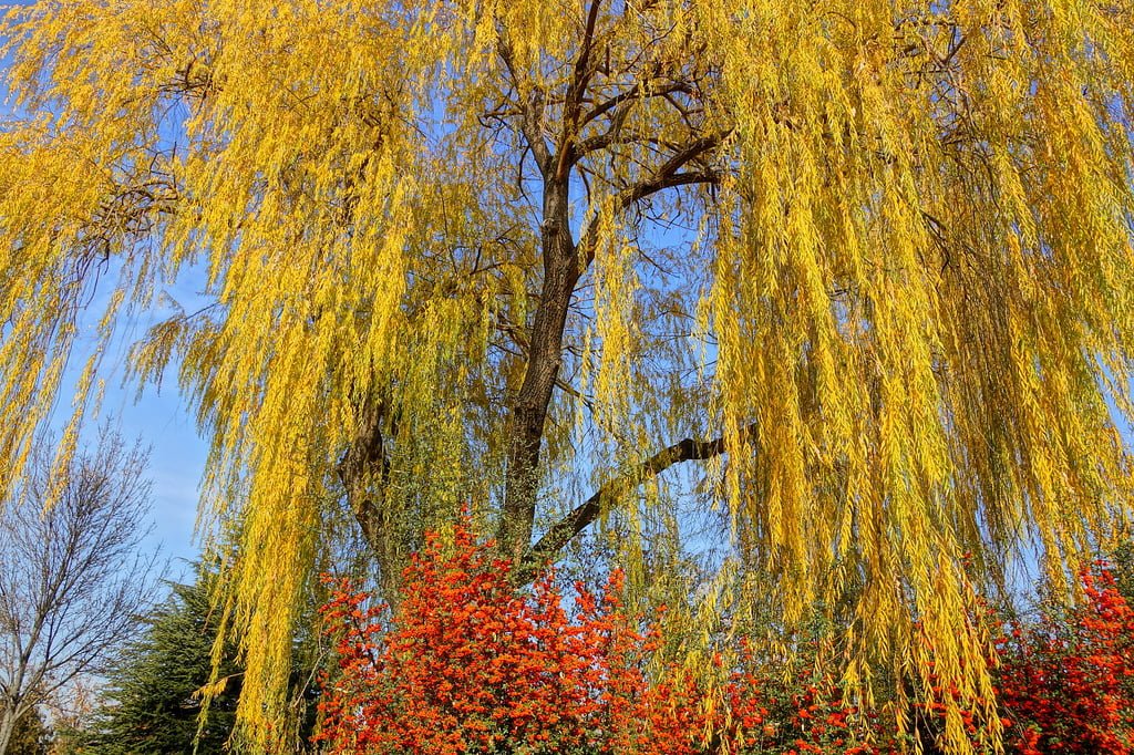 bahçelievler ağaçlar