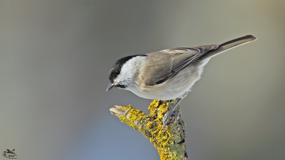 bataklık baştankarası